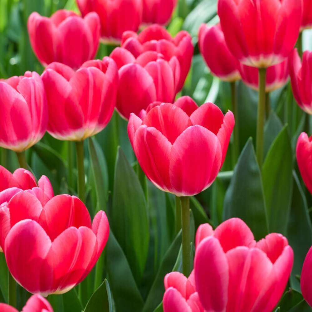 Tulpan 'Rosy Delight'